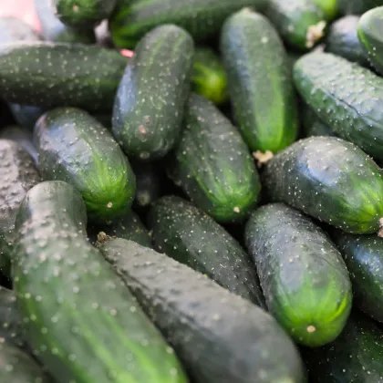 Okurka nakládačka Diamant F1 - Cucumis sativus - prodej semen - 8 ks