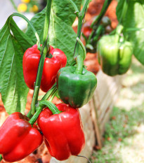 Paprika Yolo Wonder - Capsicum annuum - prodej semen - 20 ks