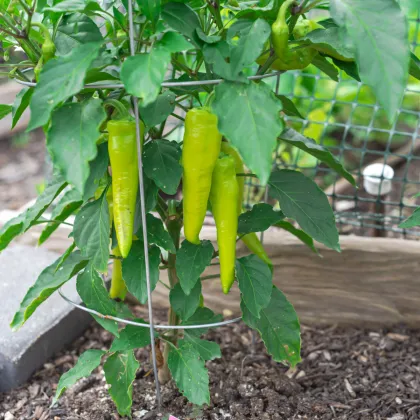 Paprika Sladký banán - Capsicum annuum - prodej semen - 9 ks