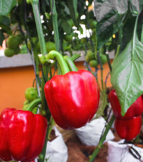 Paprika Roberta F1 - Capsicum annuum - prodej semen - 6 ks