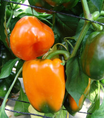 Paprika roční Kubista F1 - Capsicum annuum - prodej semen - 10 ks