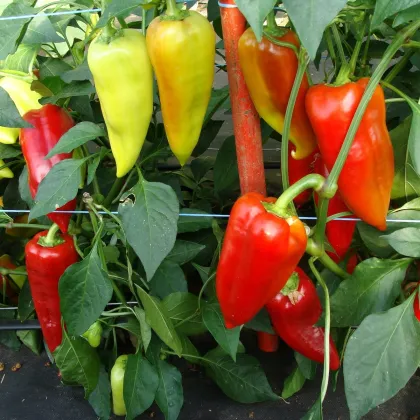 Paprika Beja F1- Capsicum annuum - prodej semen - 10 ks