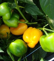 Paprika Afrodita - Capsicum annuum - prodej semen - 20 ks