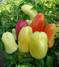 Paprika Boneta - Capsicum annuum - prodej semen - 20 ks