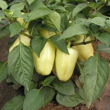 Paprika Amy - Capsicum annuum - prodej semen - 50 ks