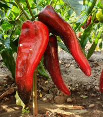 Paprika roční Rafaelus F1 - Capsicum annuum - prodej semen - 15 ks