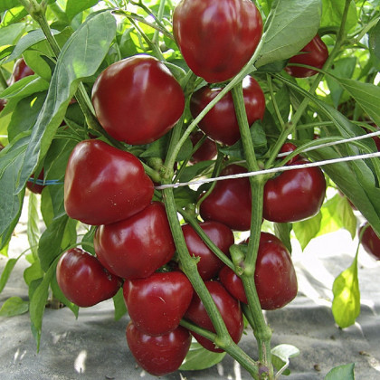 Paprika rajčatová Dumas - Capsicum annuum - prodej semen - 15 ks