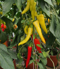 Paprika kozí/beraní roh Sora - Capsicum snnuum - prodej semen - 55 ks