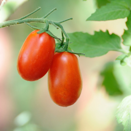 Rajče Ravello - Solanum lycopersicum - prodej semen - 4 ks