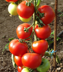 Rajče Dafne F1 - Solanum lycopersicum - prodej semen - 12 ks