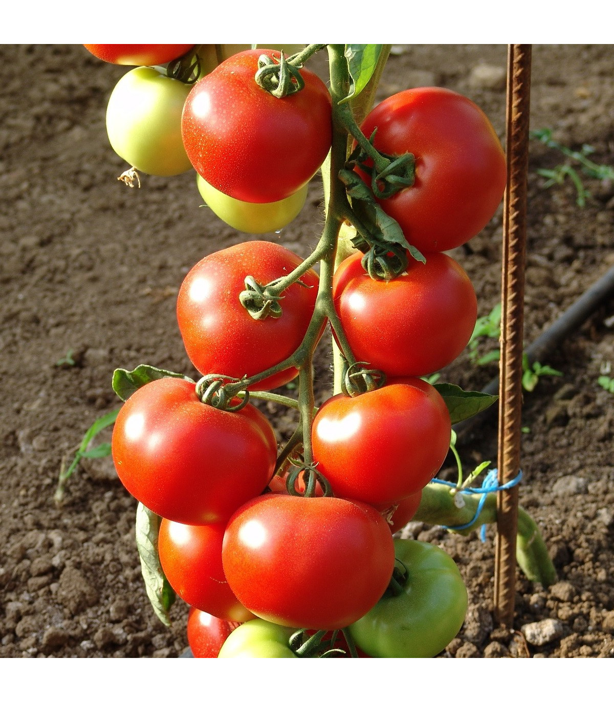 Rajče Dafne F1 - Solanum lycopersicum - prodej semen - 12 ks