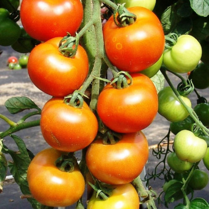 Rajče Orkado F1 - Solanum lycopersicum - prodej semen - 0,1 g
