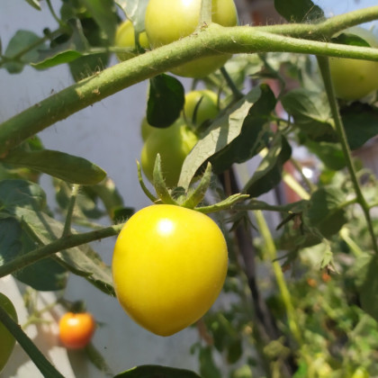 Rajče Lemon Plum - Solanum lycopersicum - prodej semen - 6 ks
