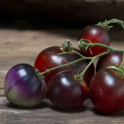 Rajče Indigo Blue Berries - Solanum lycopersicum - prodej semen - 7 ks