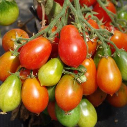 Rajče Radana - Solanum lycopersicum - prodej semen - 15 ks