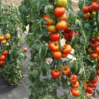 Rajče Start S F1- Solanum lycopersicum - prodej semen - 10 ks