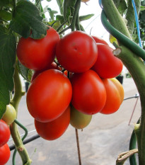 Rajče Sonet F1 - Solanum lycopersicum - prodej semen - 20 ks