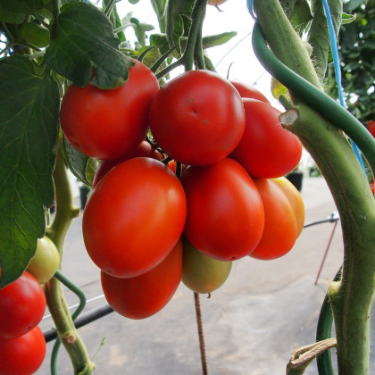 Rajče Sonet F1 - Solanum lycopersicum - prodej semen - 20 ks