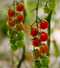 Rajče Mini - Solanum lycopersicum - prodej semen - 20 ks