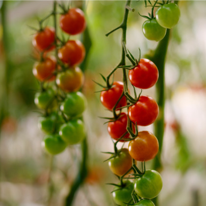 Rajče Mini - Solanum lycopersicum - prodej semen - 20 ks