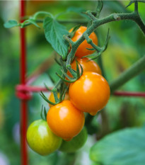 Rajče Sungold F1 - Solanum lycopersicum - prodej semen - 6 ks