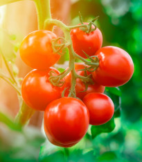 Rajče Tamina - Solanum lycopersicum - prodej semen - 20 ks