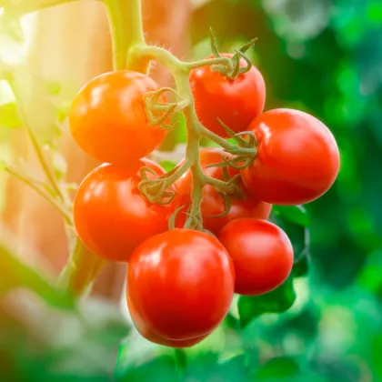 Rajče Tamina - Solanum lycopersicum - prodej semen - 20 ks