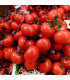 BIO Rajče polní zakrslé Saint Pierre - Solanum lycopersicum - prodej bio semen - 7 ks