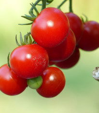 Rajče Sweet Aperitif - Solanum lycopersicum - prodej semen - 6 ks