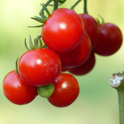 Rajče Sweet Aperitif - Solanum lycopersicum - prodej semen - 6 ks