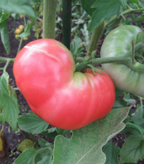 Rajče Ponderosa Pink - Solanum lycopersicum - prodej semen - 7 ks