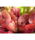 Špirlice nachová extra velká - Sarracenia purpurea - prodej semen špirlice - 12 ks