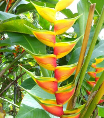 Heliconie champneiana - Heliconia champneiana Splash - prodej semen - 8 ks