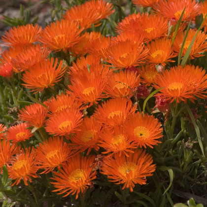 Lampranthus oranžový - Lampranthus aureus - prodej semen - 10 ks