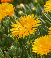 Lampranthus žlutý - Lampranthus glaucus - prodej semen - 10 ks