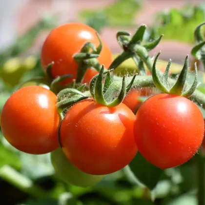 Rajče Hamlet F1 - Solanum lycopersicum - prodej semen - 6 ks