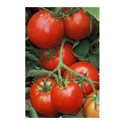 Rajče Legenda - Solanum lycopersicum - prodej semen - 6 ks