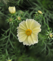 Krásenka žlutá Xanthos - Cosmos bipinnatus - prodej semen - 20 ks