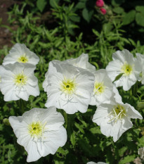 Pupalka zdobná bílá - Oenothera speciosa - prodej semen - 20 ks