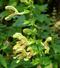 Šalvěj žlutá lepkavá - Salvia glutinosa - prodej semen - 20 ks