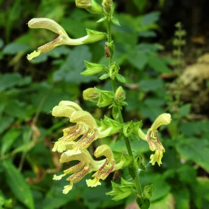 Šalvěj žlutá lepkavá - Salvia glutinosa - prodej semen - 20 ks