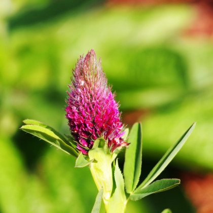Jetel červenavý - Trifolium rubens - prodej semen - 50 ks