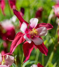 Orlíček Red Stars - Aquilegia caerulea - prodej semen - 100 ks