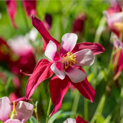 Orlíček Red Stars - Aquilegia caerulea - prodej semen - 100 ks