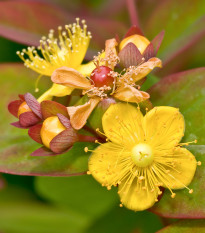 Třezalka bobulovitá - Hypericum androsaemum - prodej semen - 0,08 g