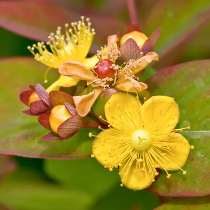 Třezalka bobulovitá - Hypericum androsaemum - prodej semen - 0,08 g