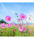 Letničky Zahradní sen v růžovém - směs - prodej semen - 0,9 g