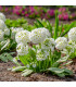 Prvosenka zoubkatá Nepálská směs - Primula denticulata - prodej semen - 300 ks
