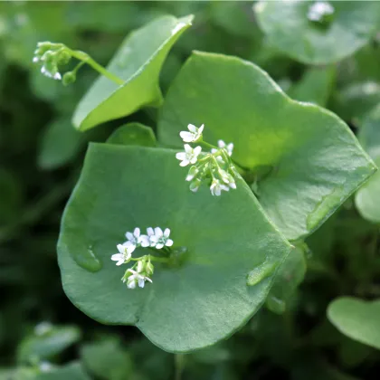 BIO Portulák zimní - Claytonia perfoliata - prodej bio semen - 100 ks