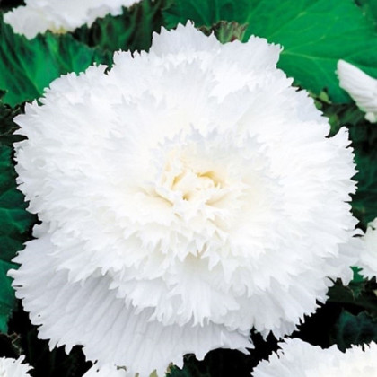 Begonie třepenitá bílá - Begonia fimbriata - prodej cibulovin - 2 ks